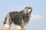 PETIT CHIEN LION 163